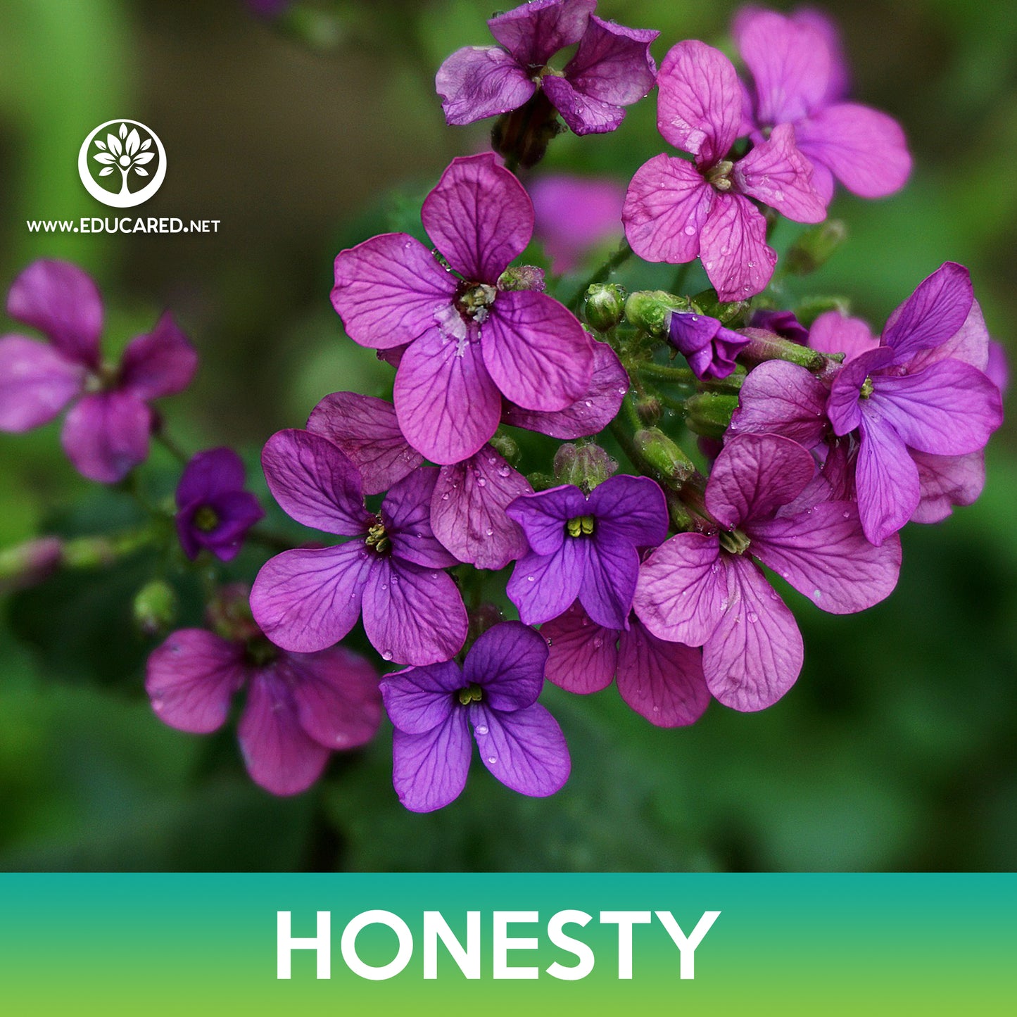 Annual Honesty Flower Seeds, Money Plant