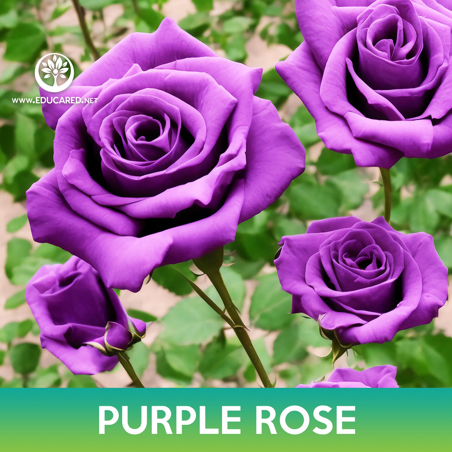 Purple Rose Seeds