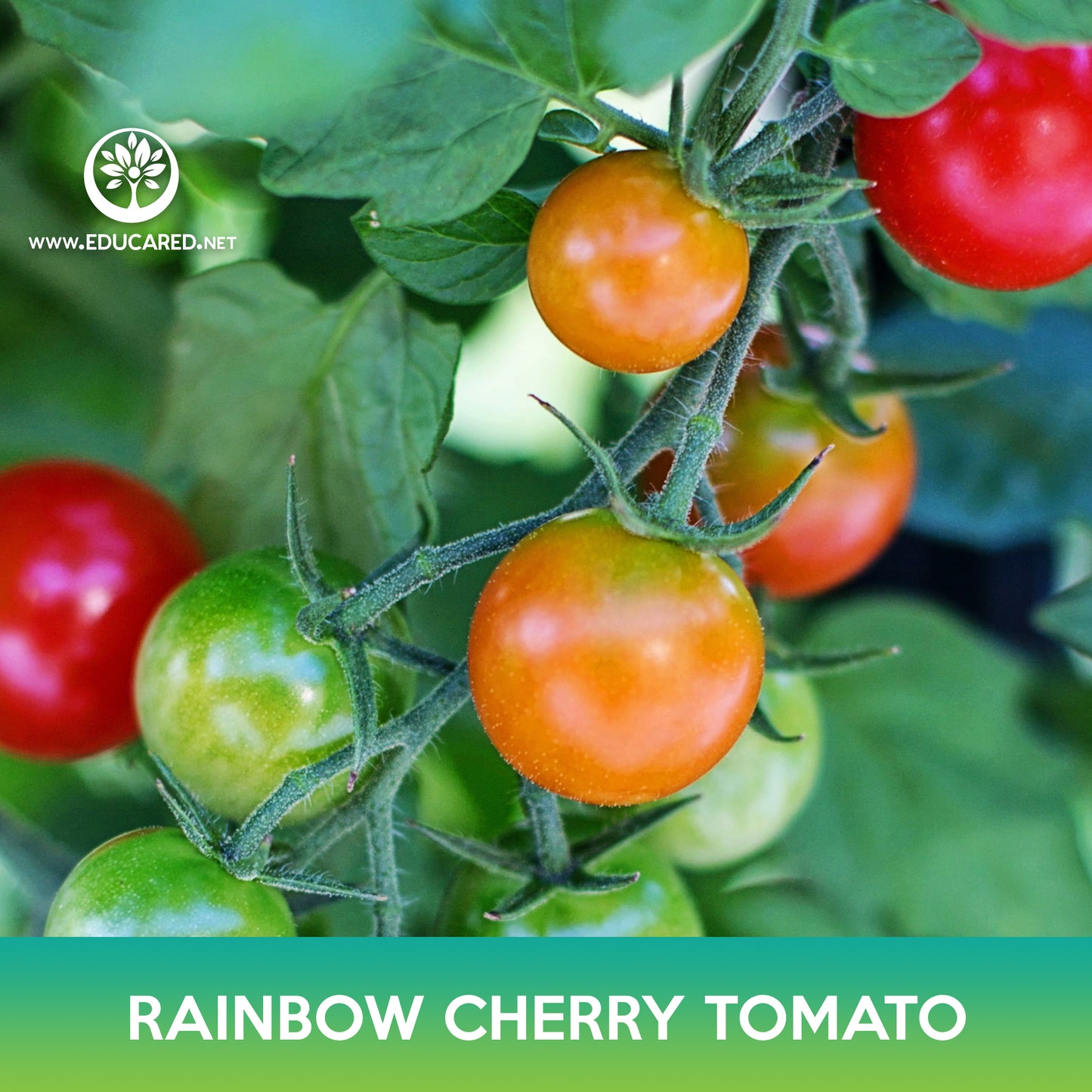Rainbow Cherry Tomato Mix Seeds