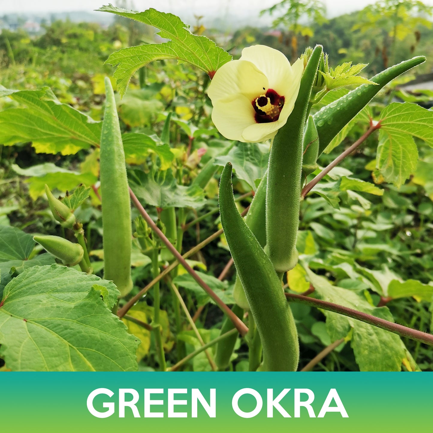 Green Okra Seeds