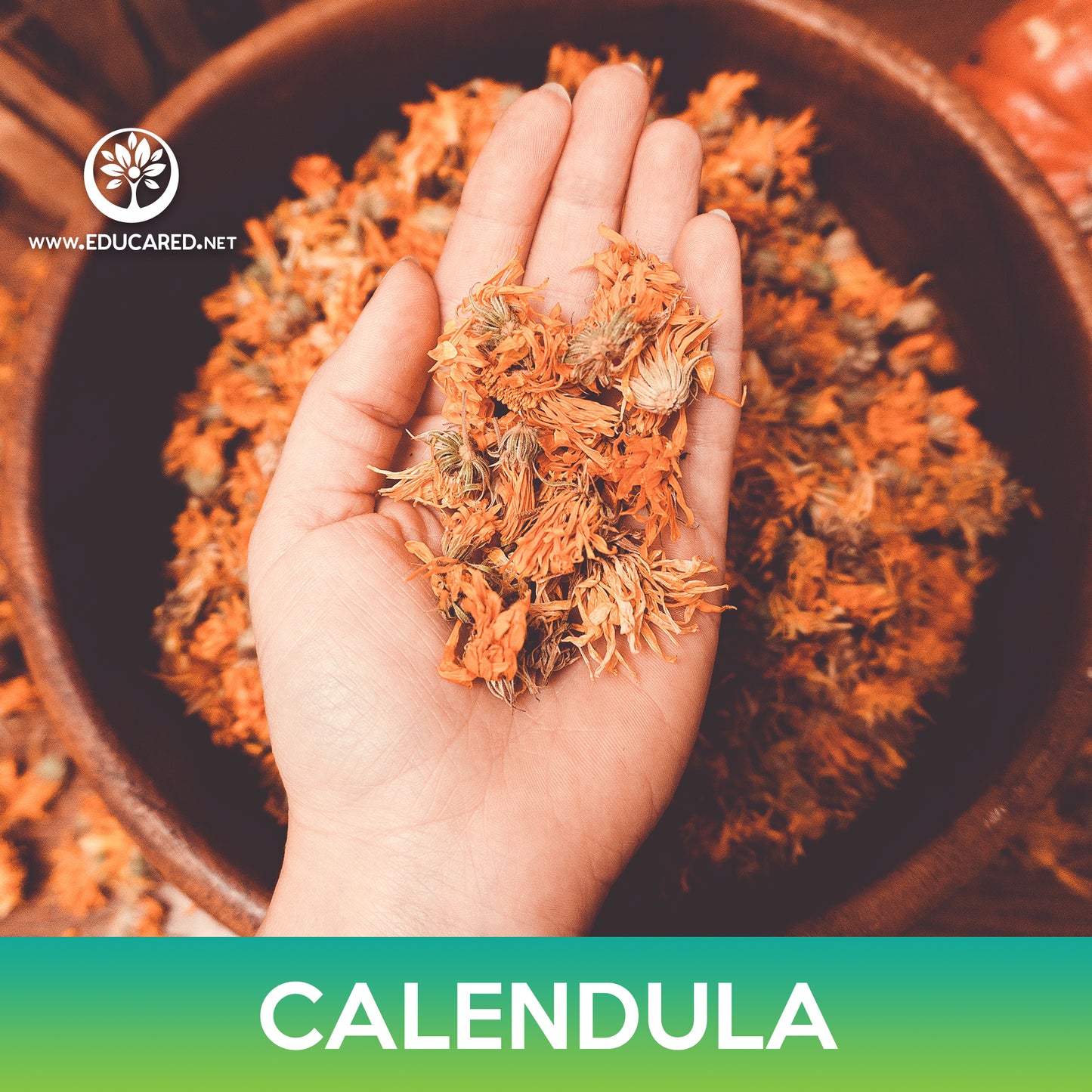 Calendula Seeds, Calendula Officinalis