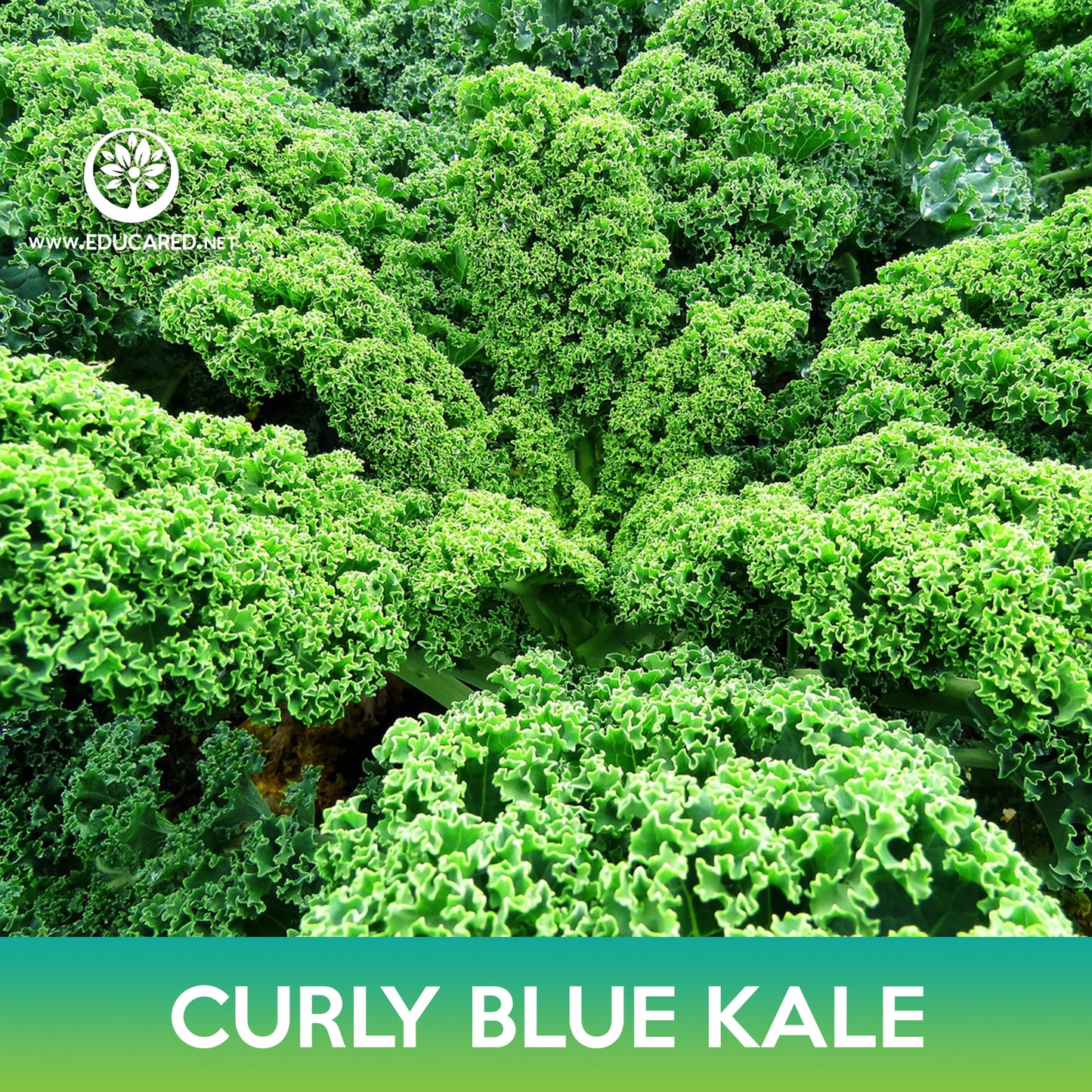 Curly Blue Kale Seeds