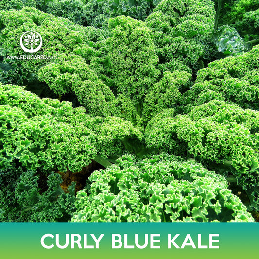 Curly Blue Kale Seeds