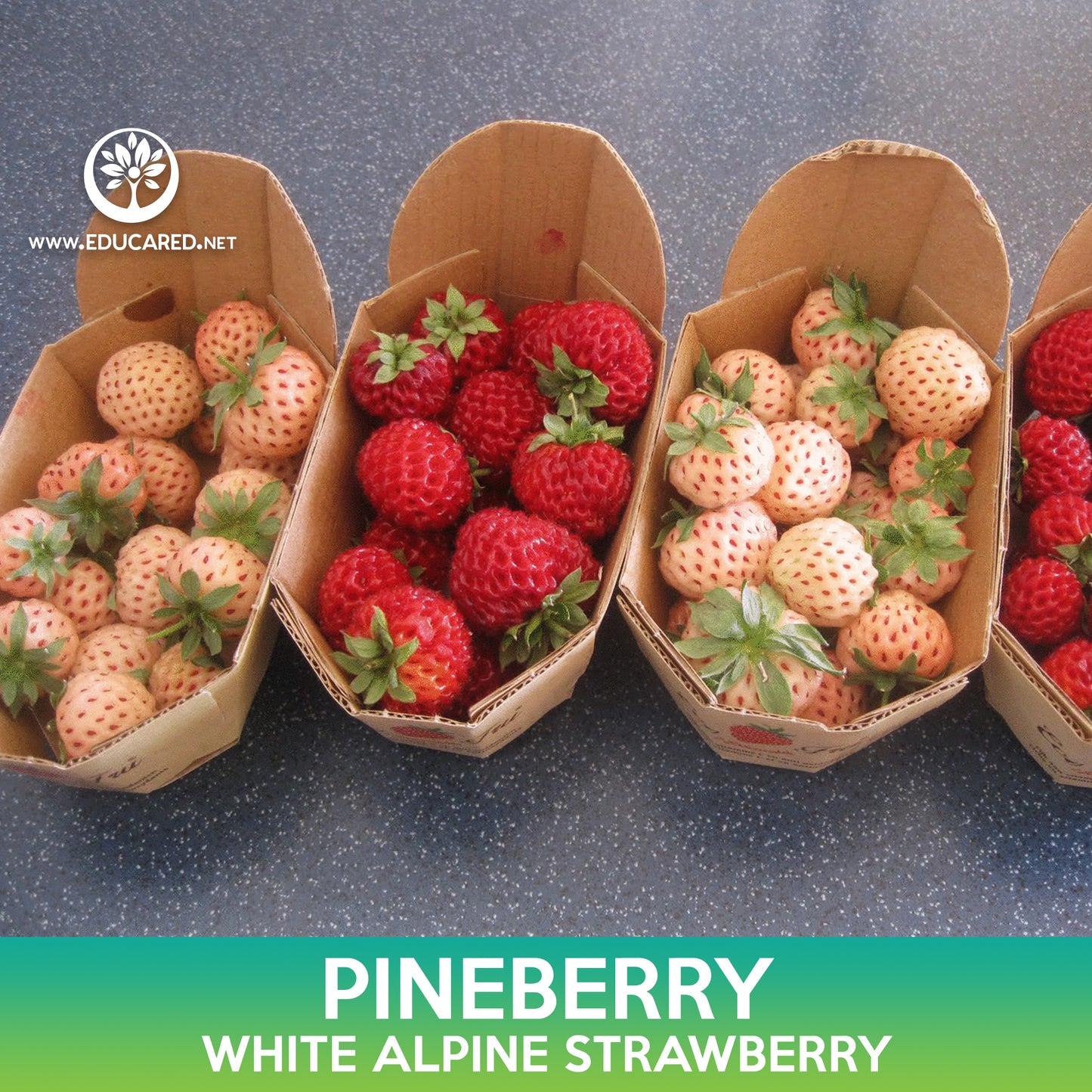 Pineberry Seeds, White Alpine Strawberry