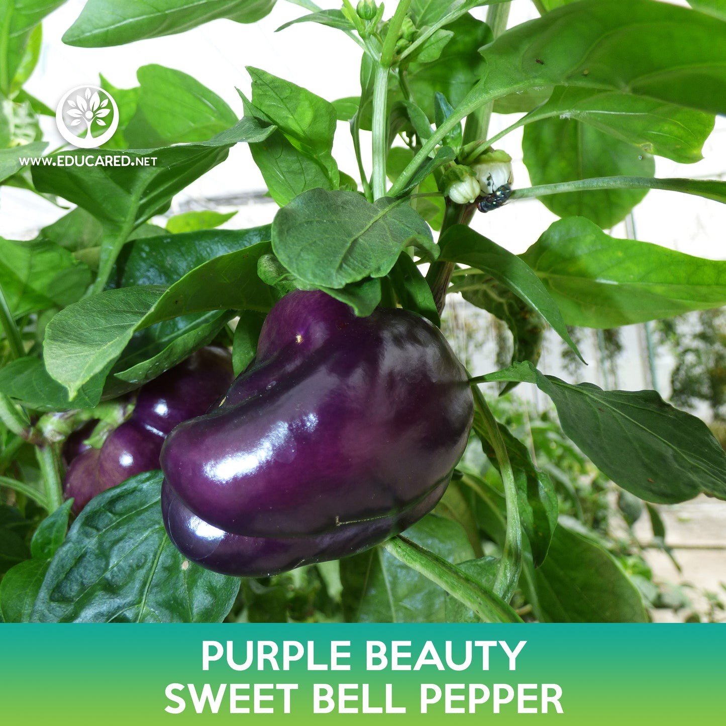 Purple Beauty Sweet Bell Pepper Seeds