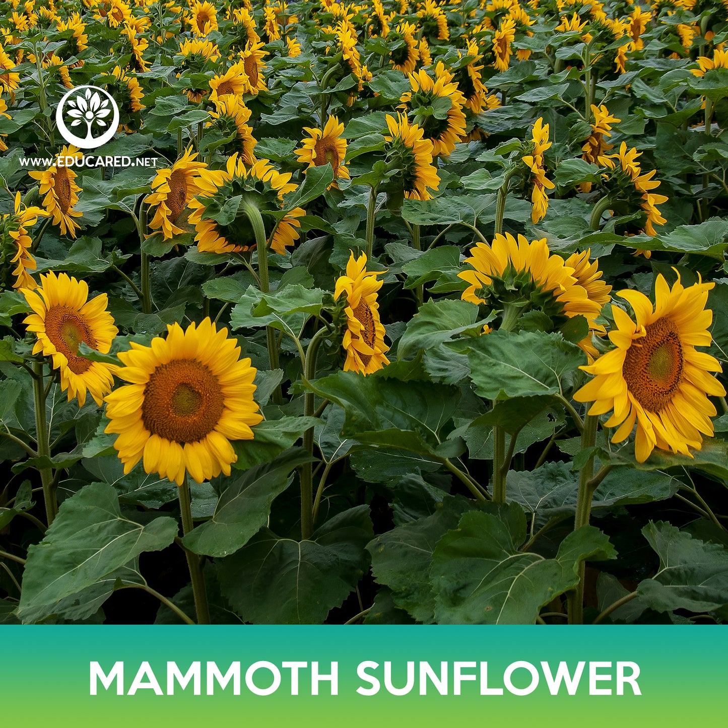 Mammoth Grey Stripe Sunflower Seeds