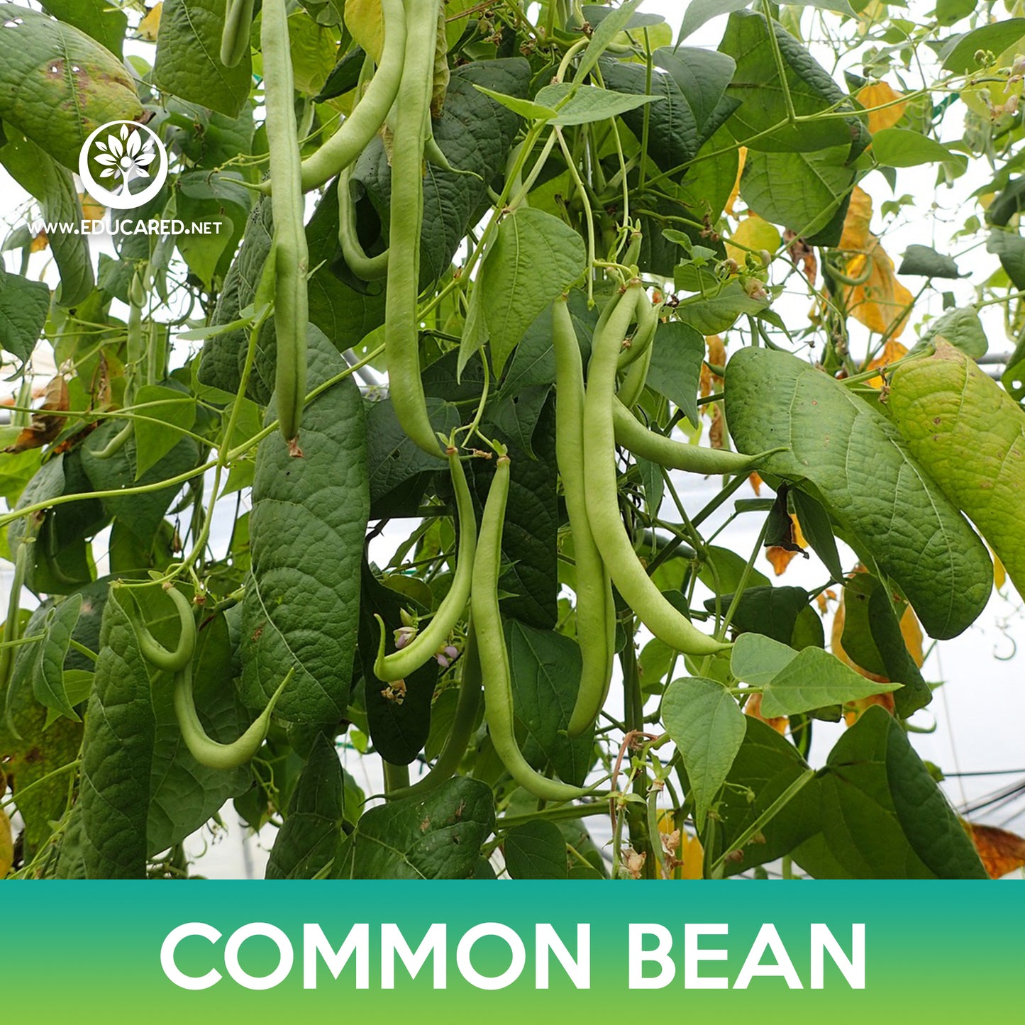 Common Bean Seeds, Maxibel Bean
