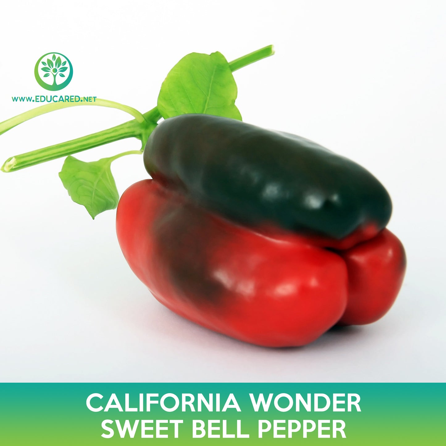 California Wonder Sweet Bell Pepper Seeds