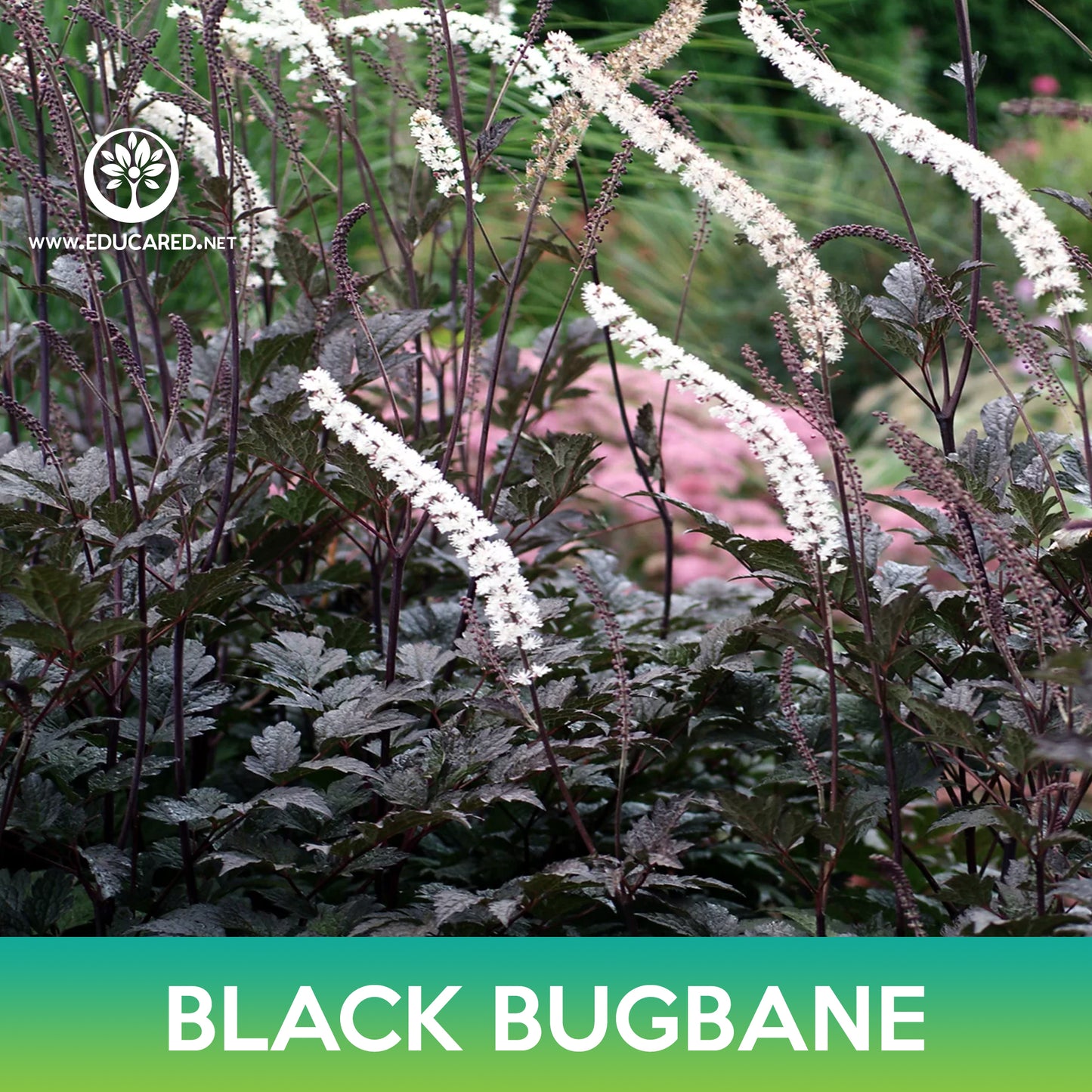 Black Bugbane Seeds, Cimicifuga Ramosa Atropurpurea