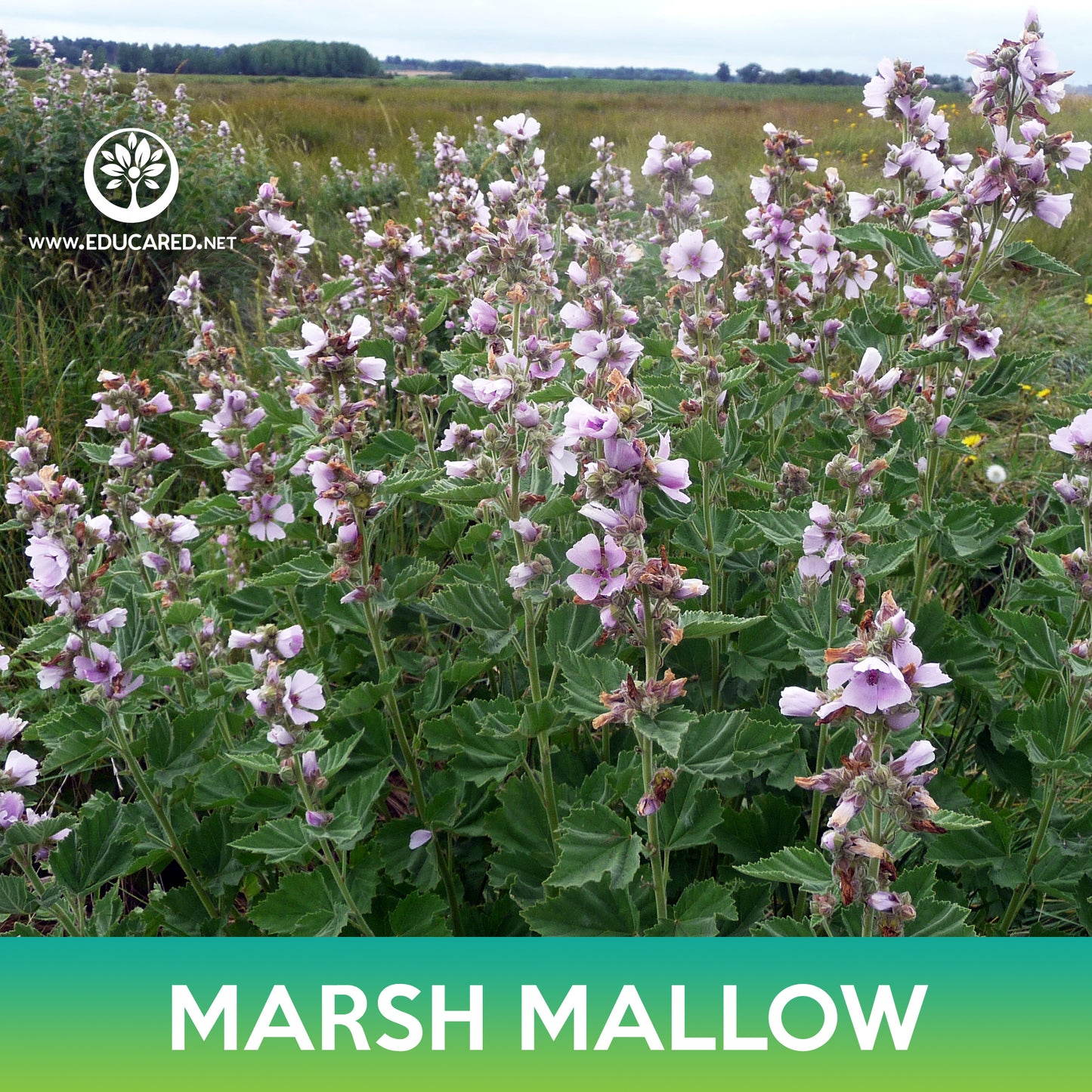 Marsh Mallow Seeds