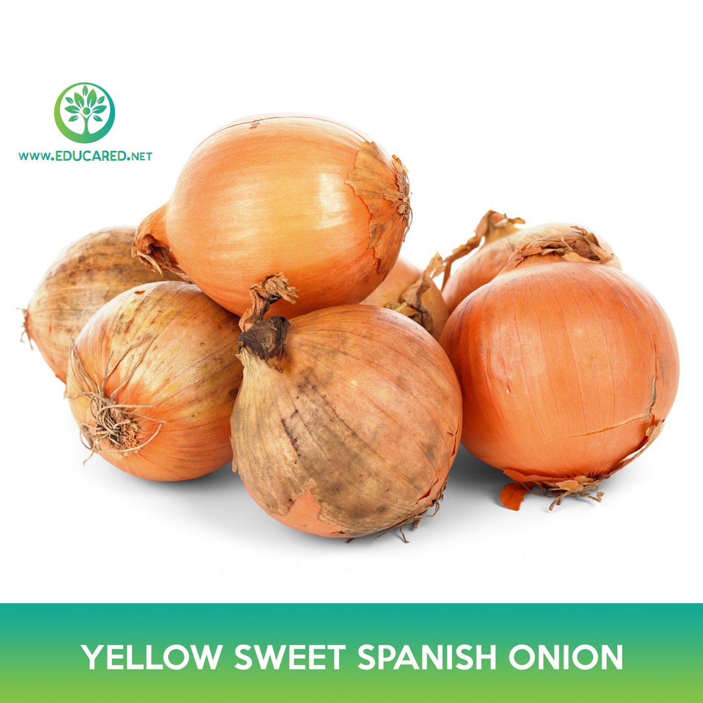 Yellow Sweet Spanish Onion Seeds