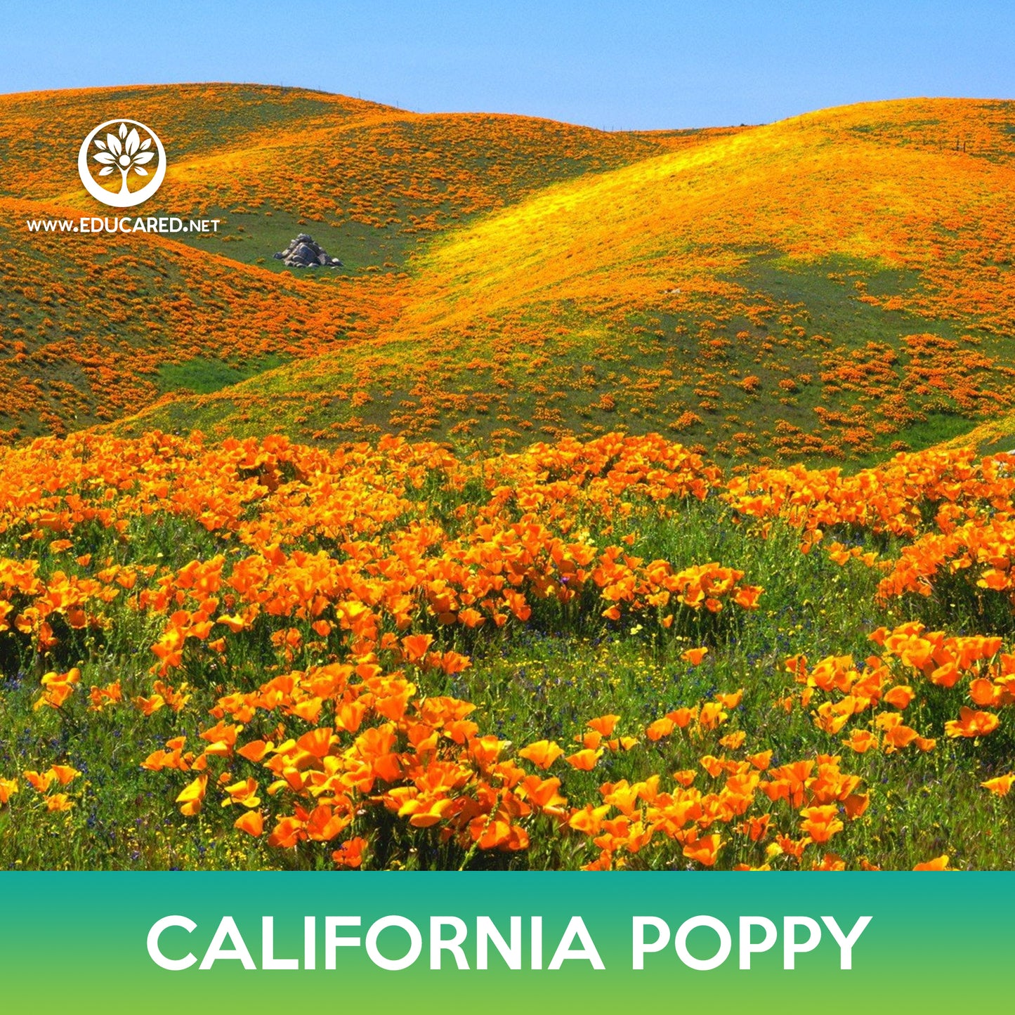 California Poppy Seeds, Eschscholzia californica