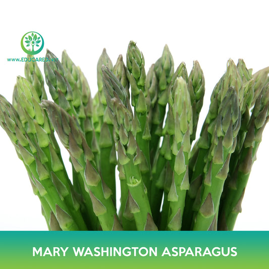 Mary Washington Asparagus Seeds