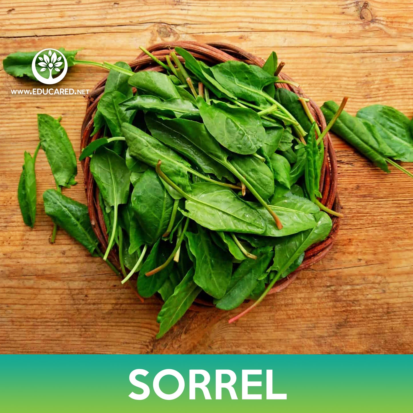 Garden Sorrel Seeds
