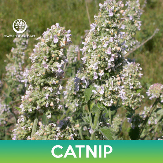 Catnip Seeds, Catmint