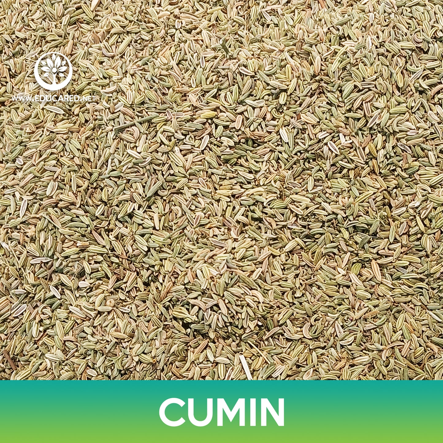Cumin Seeds