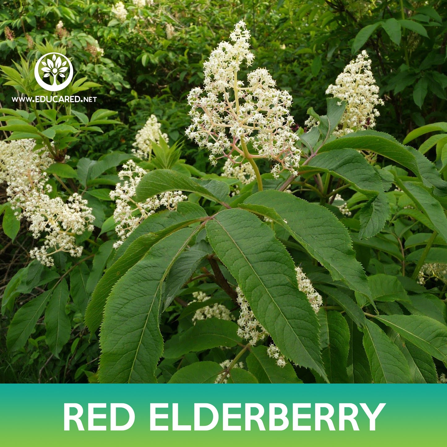 Red Elderberry Seeds, Sambucus racemosa