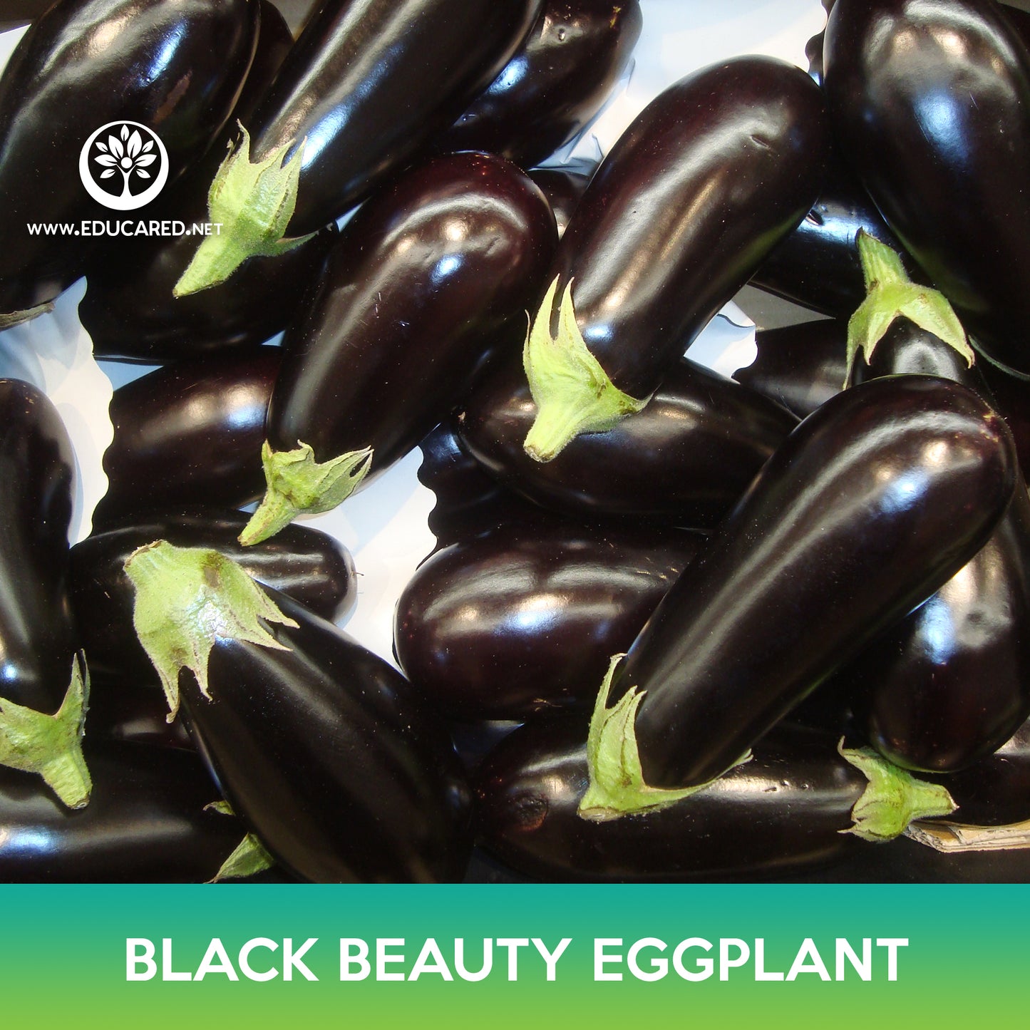 Black Beauty Eggplant Seeds