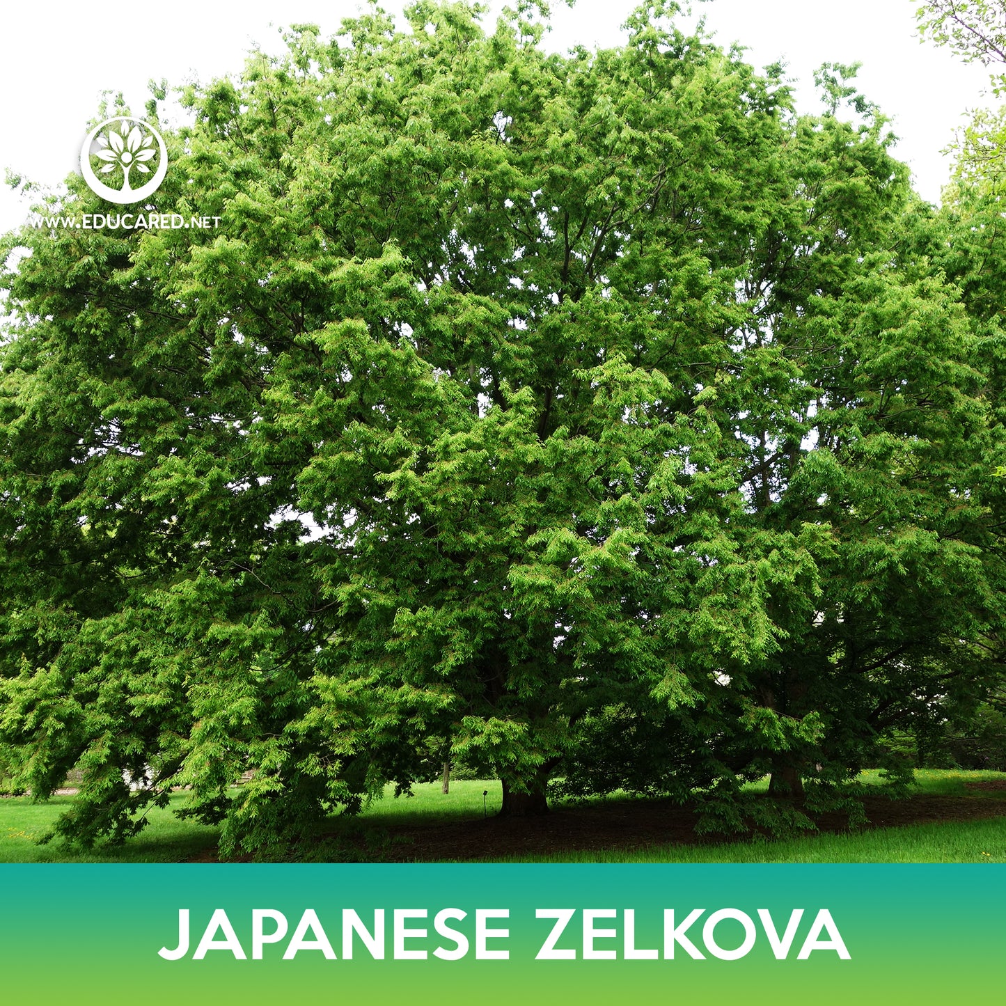 Japanese Zelkova Tree Seeds