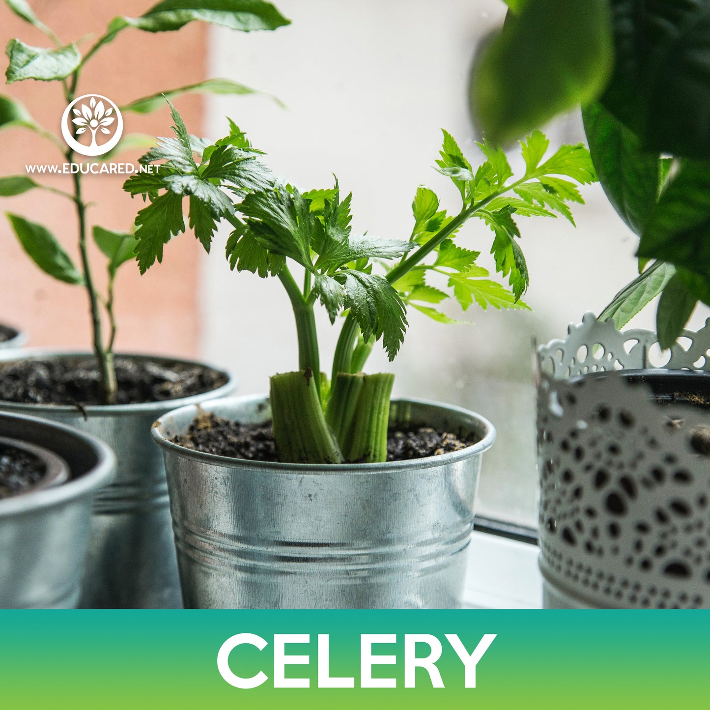 Tall Utah Celery Seeds