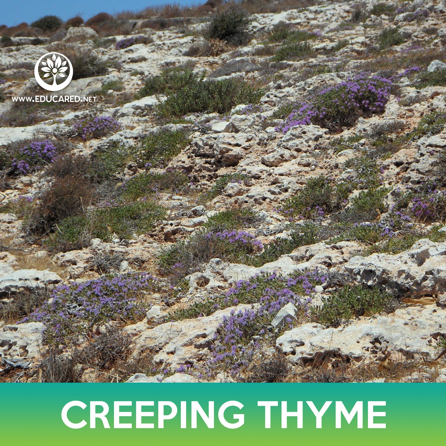 Creeping Thyme Seeds, Wild Thyme