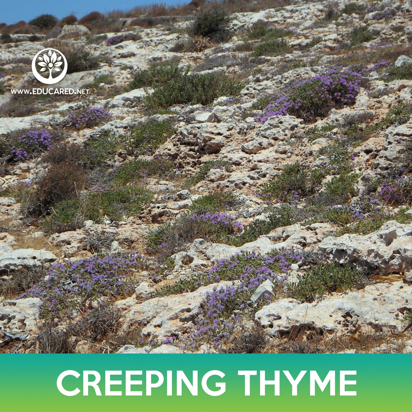 Creeping Thyme Seed, Wild Thyme, Thymus serpyllum