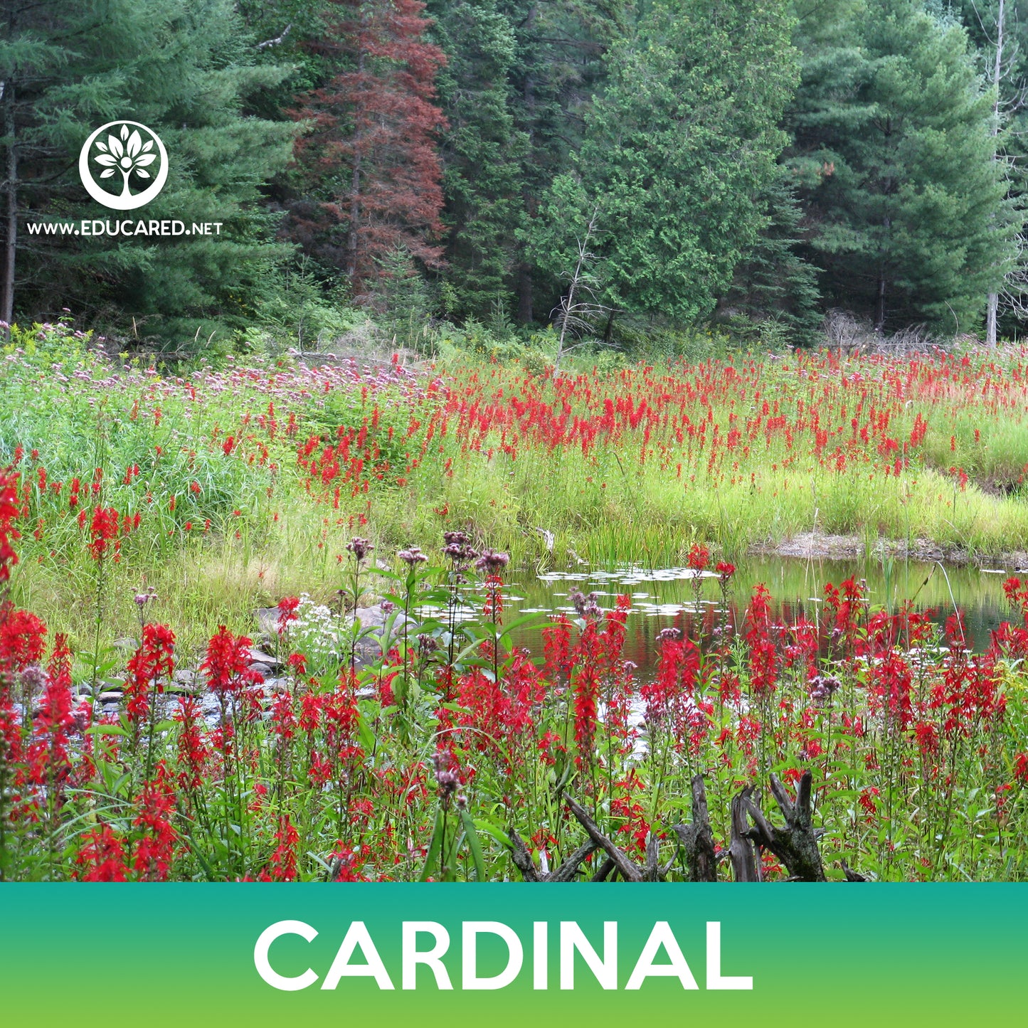 Cardinal Flower Seeds