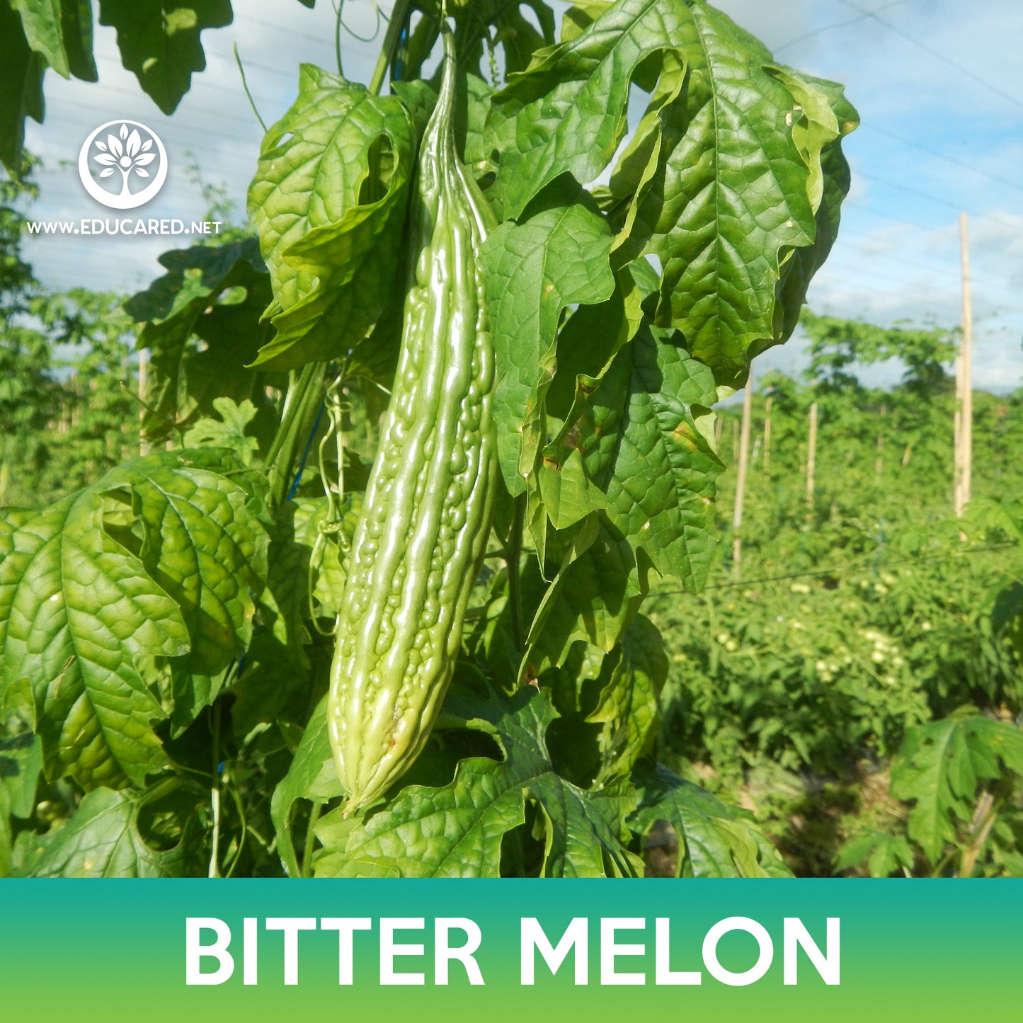 Bitter Melon Tai Guo Hybrid Seeds