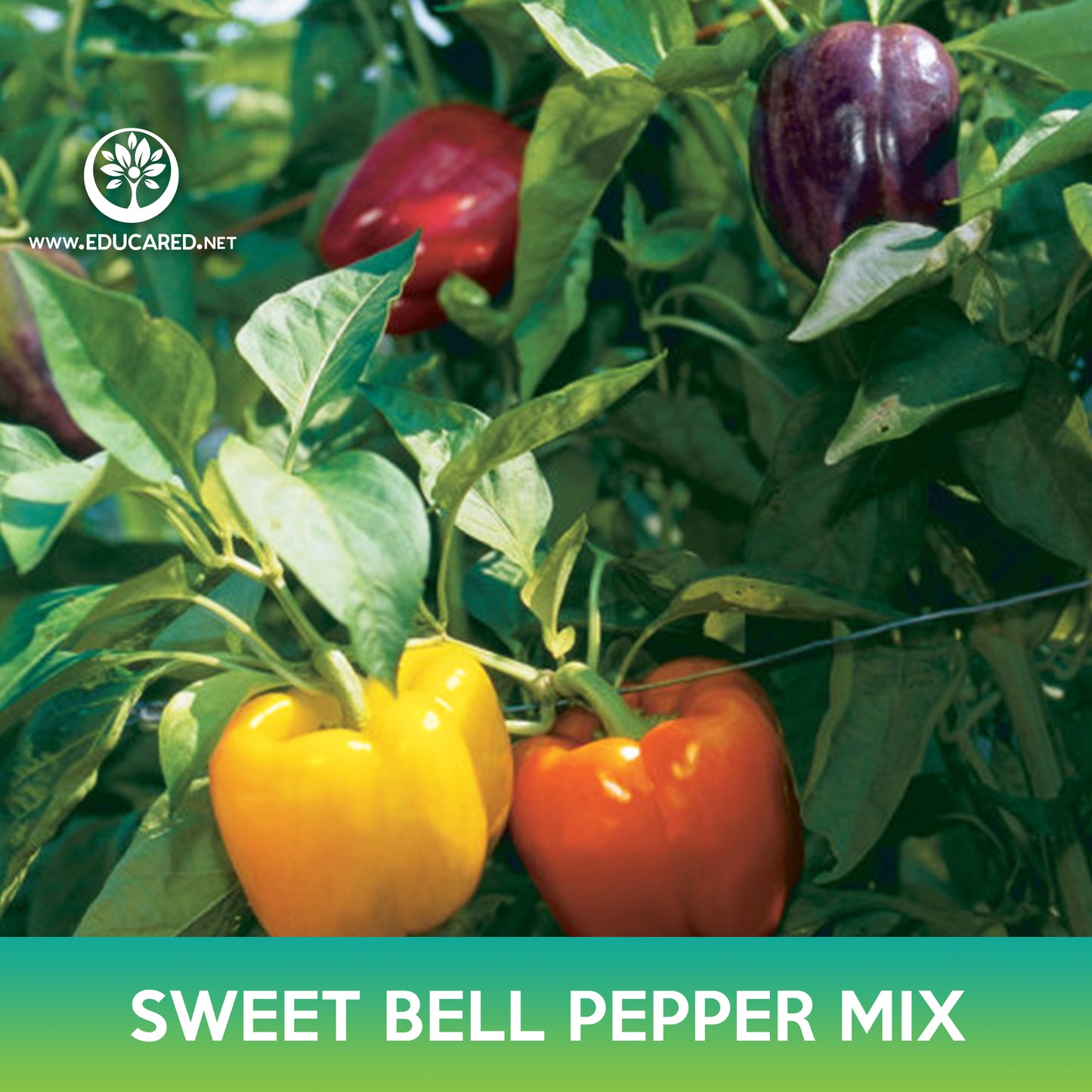 Sweet Bell Pepper Mix Seeds