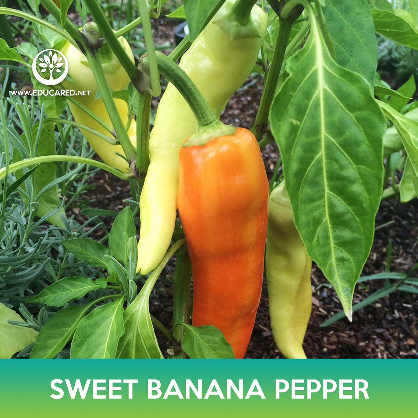Sweet Banana Pepper Seeds