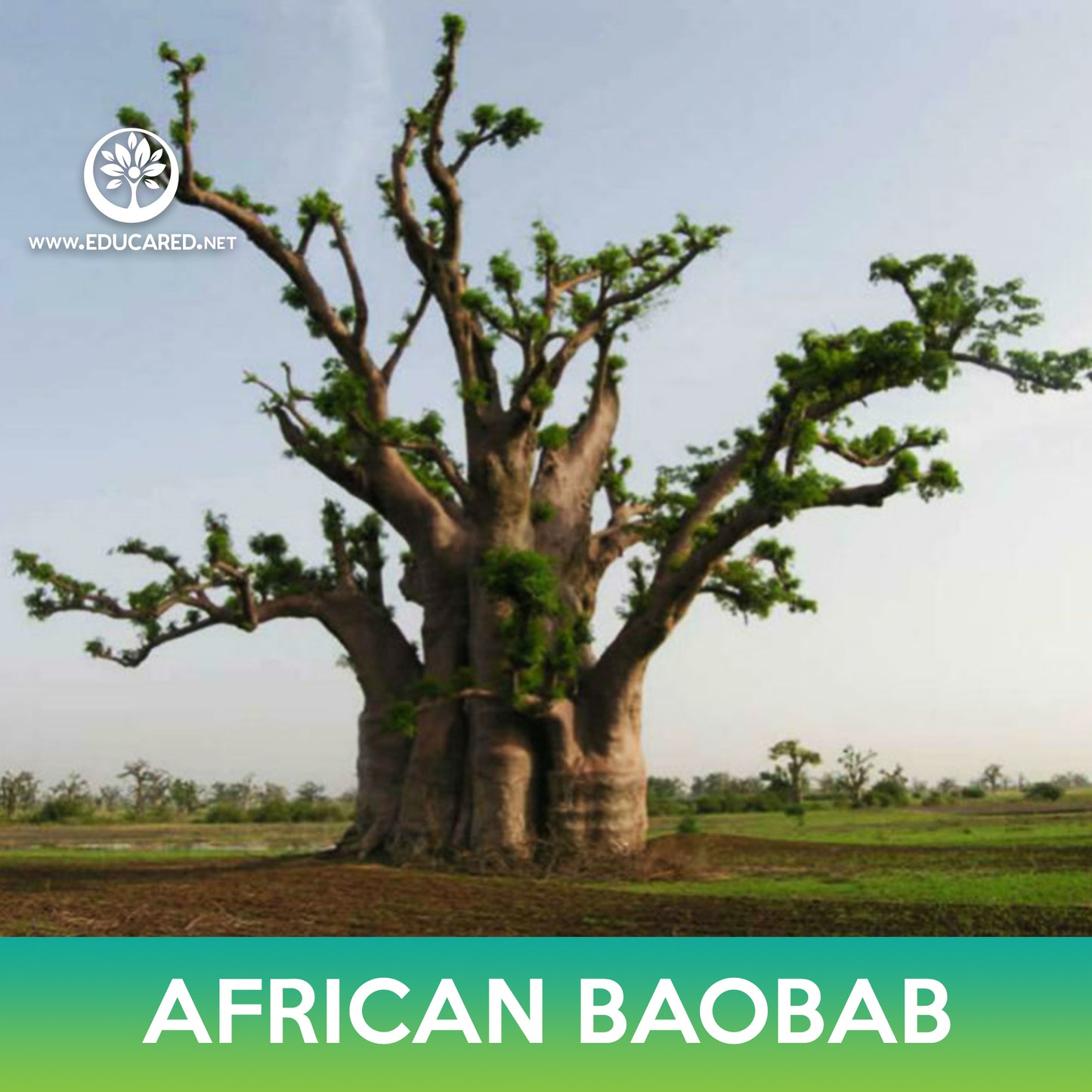 African Baobab Tree Seeds