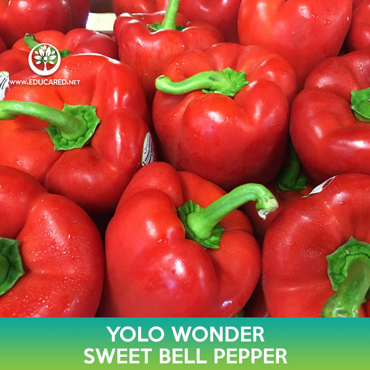 Yolo Wonder Sweet Bell Pepper Seeds