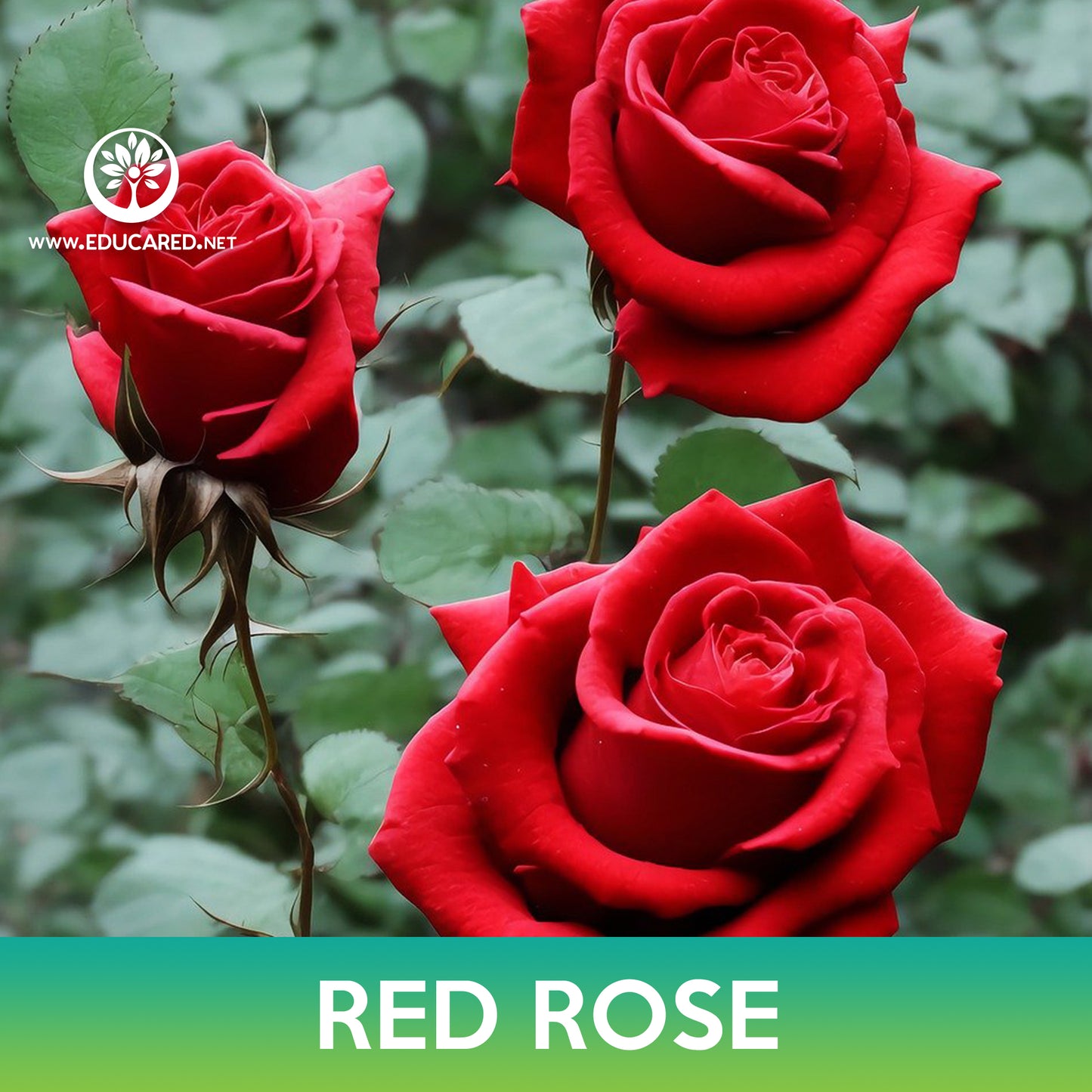 Red Rose Seeds