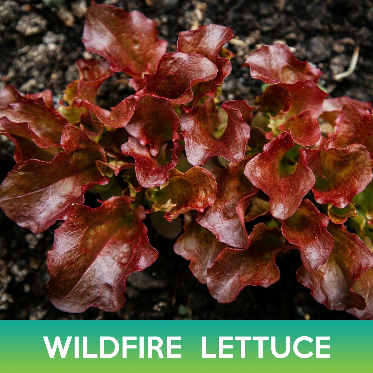 Wildfire Lettuce Mix Seeds