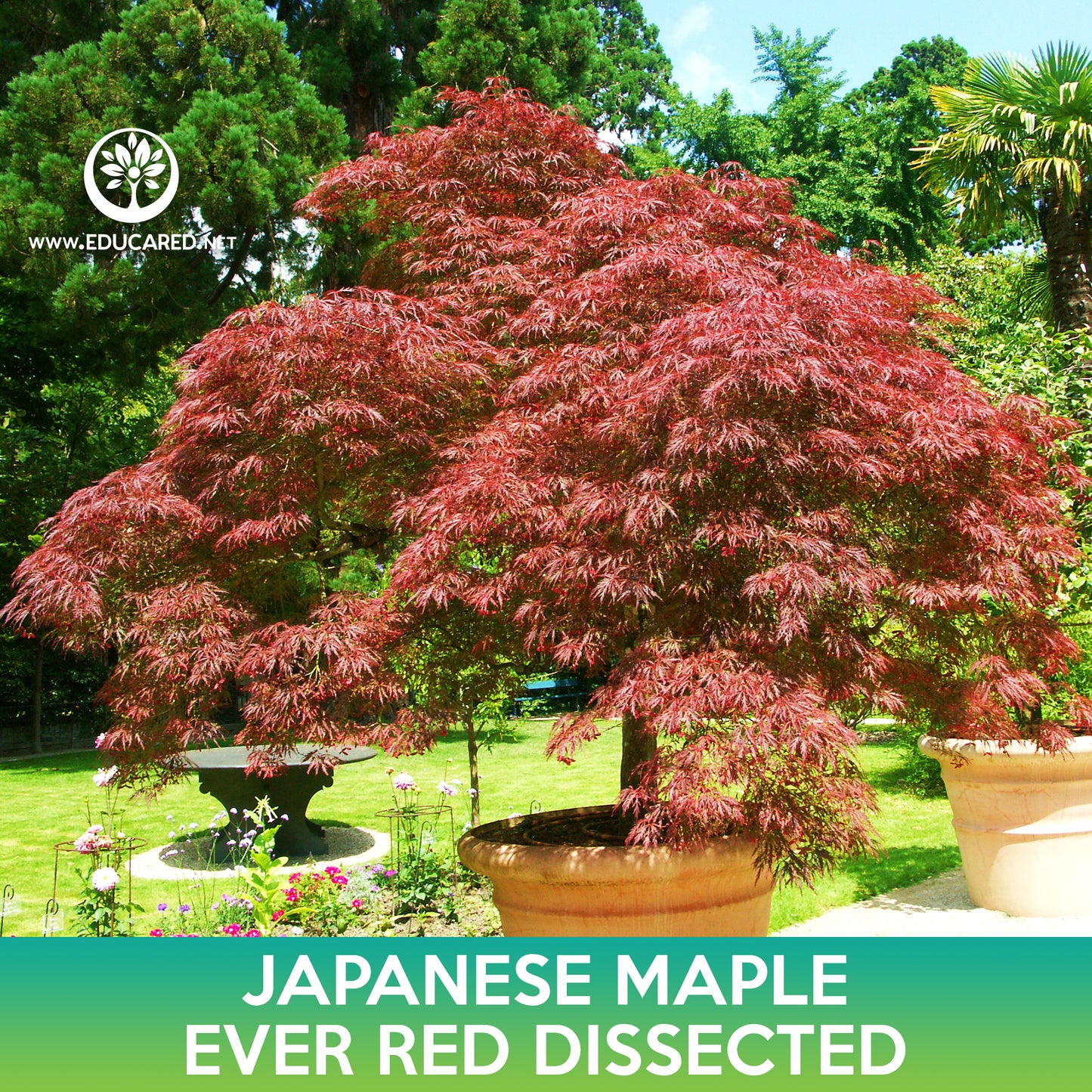Ever Red Dissected Japanese Maple Seeds