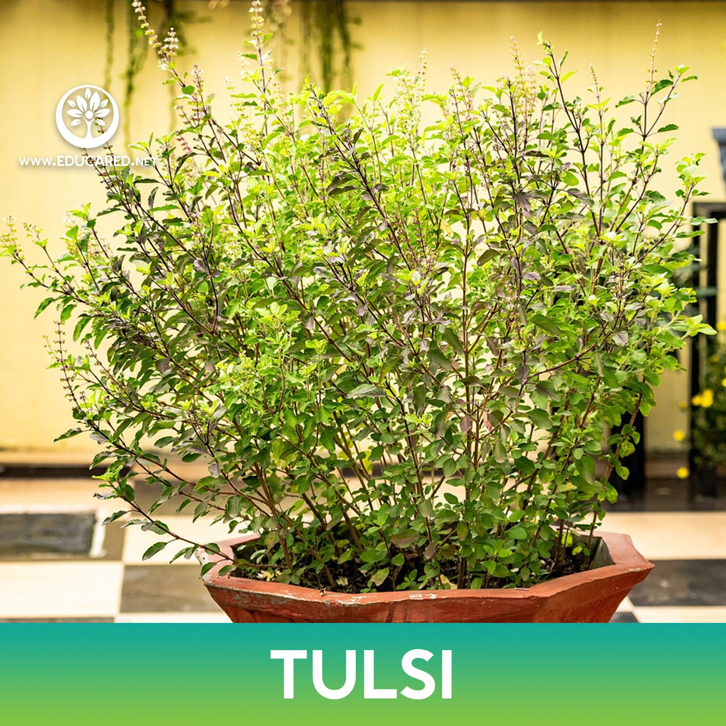 Tulsi Basil Seeds, Holy Basil