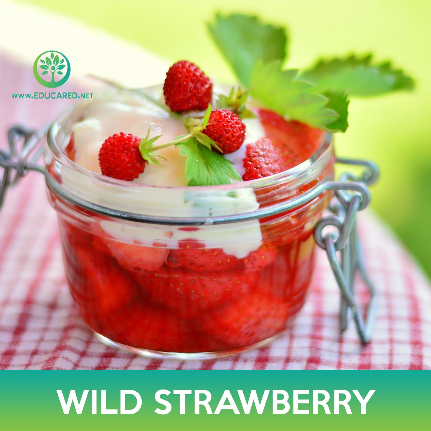 Wild Strawberry Seeds, Alexandria Alpine Strawberry