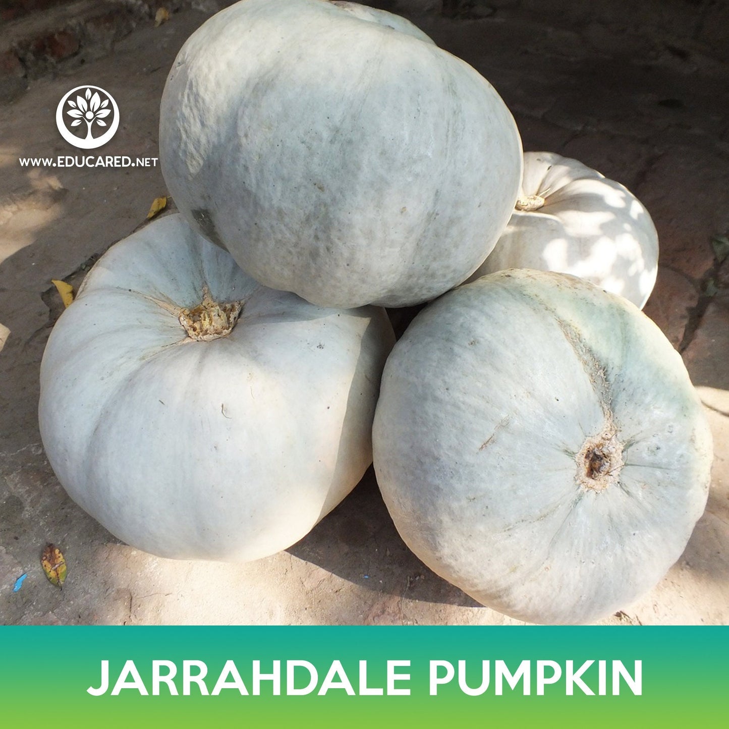 Jarrahdale Pumpkin Seeds