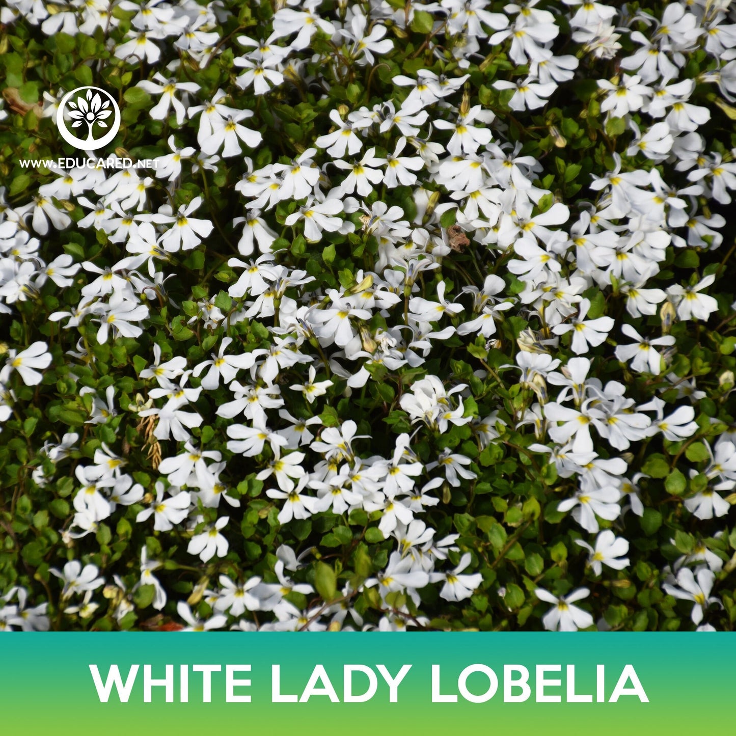 White Lady Lobelia Seeds, Lobelia Erinus