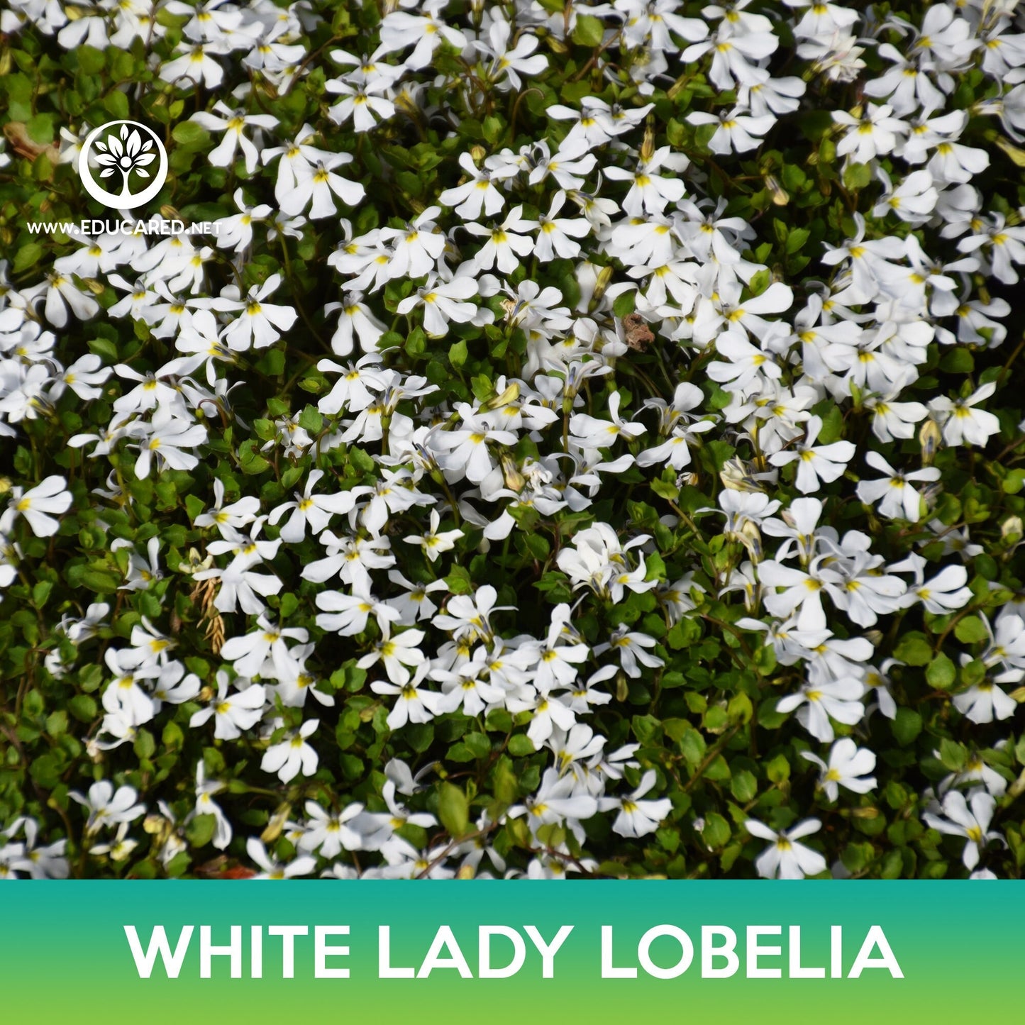 White Lady Lobelia Seeds