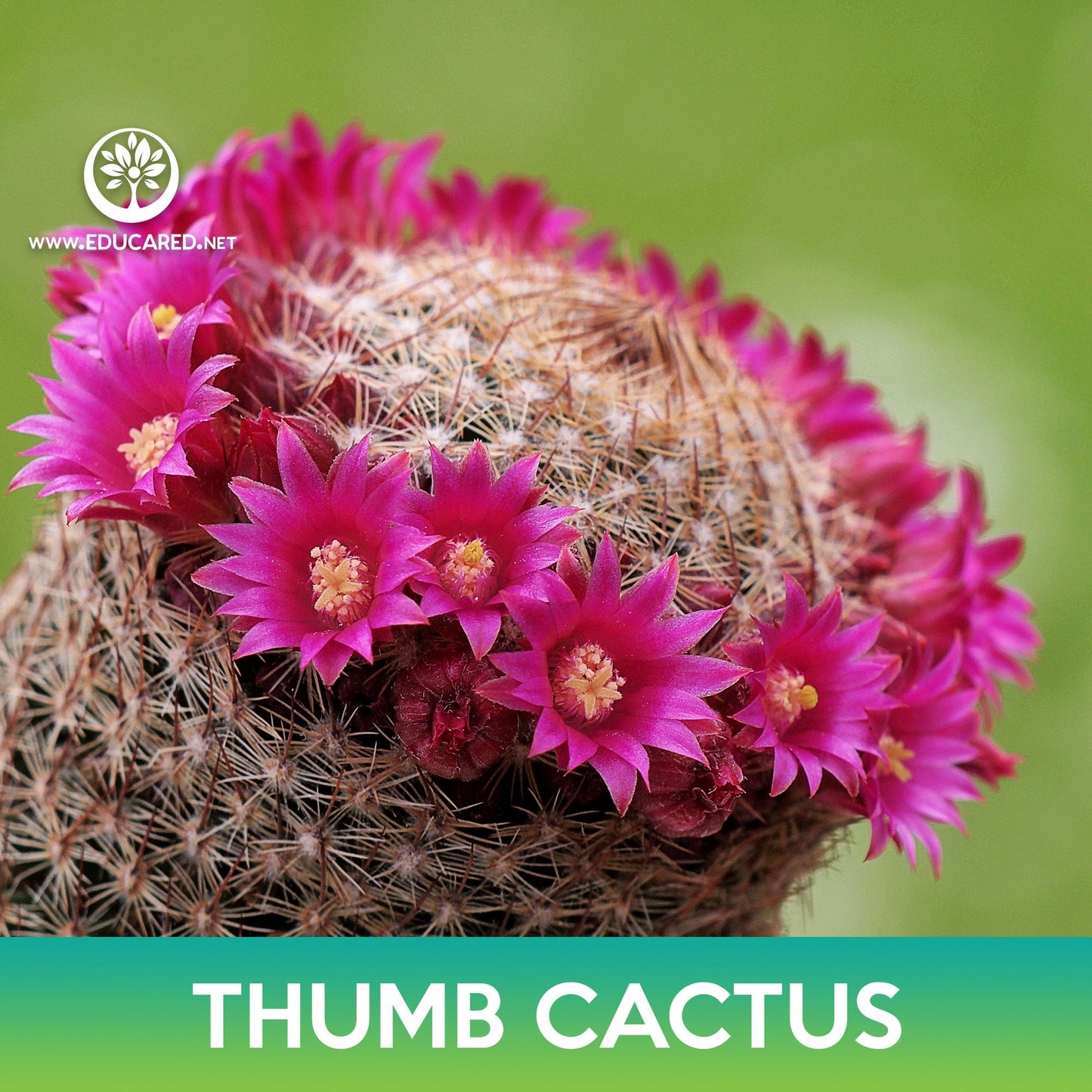 Thumb Cactus Seeds, Mammillaria matudae