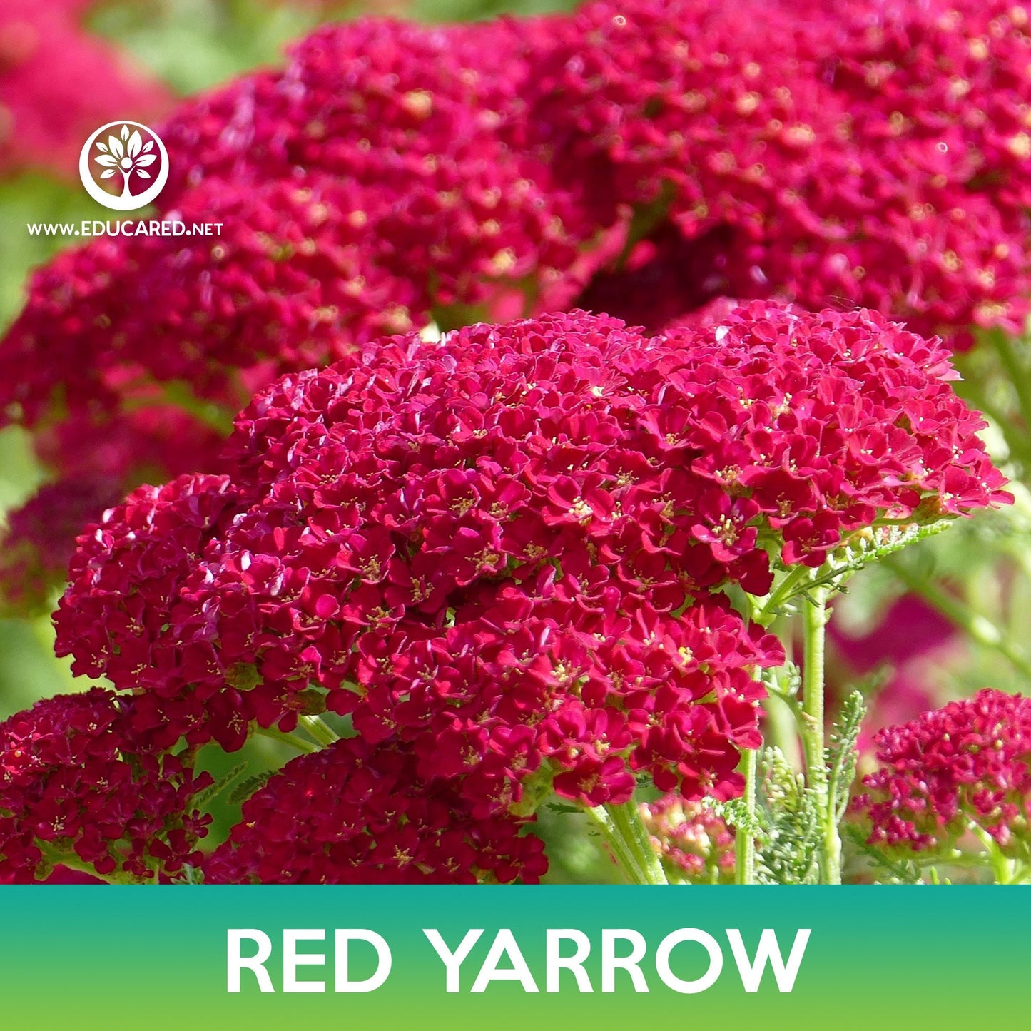 Red Yarrow Flower Seeds