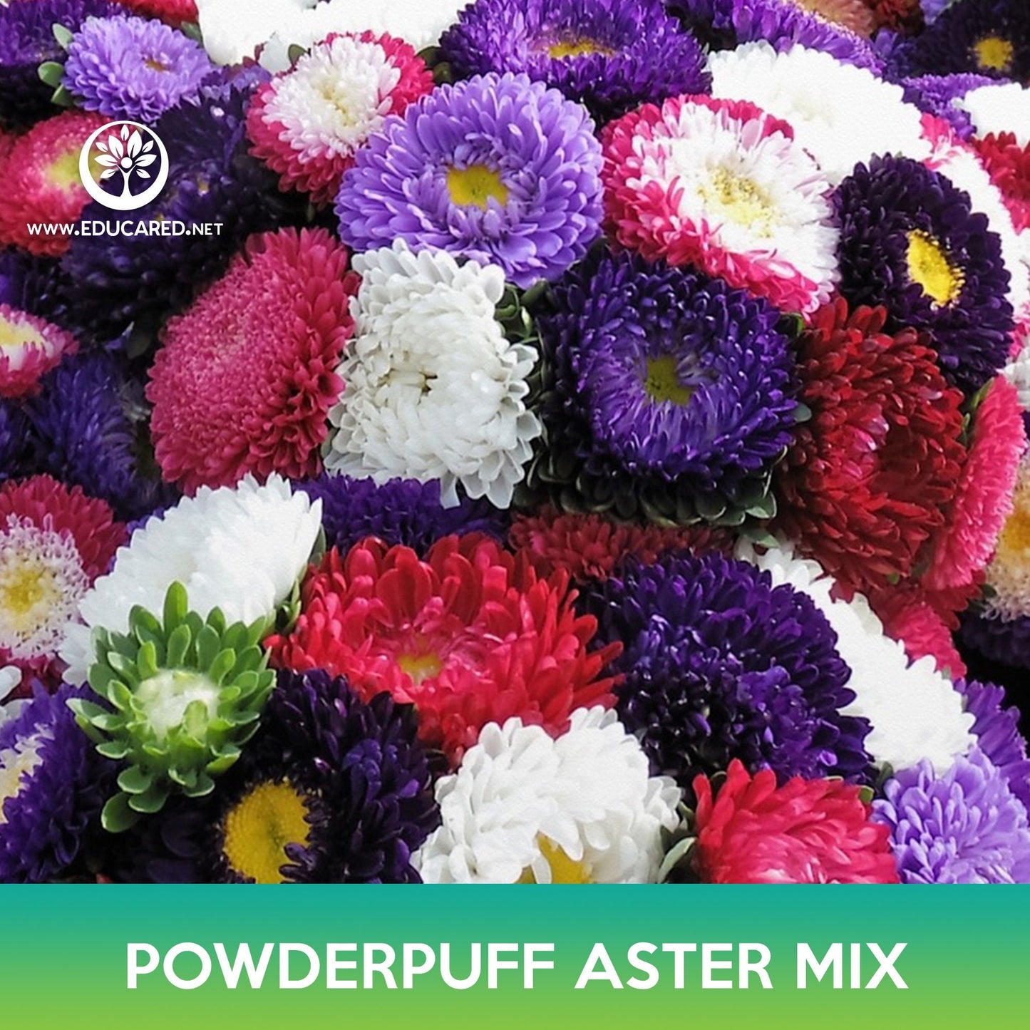 Powderpuff Aster Flower Mix Seeds, Callistephus Chinensis