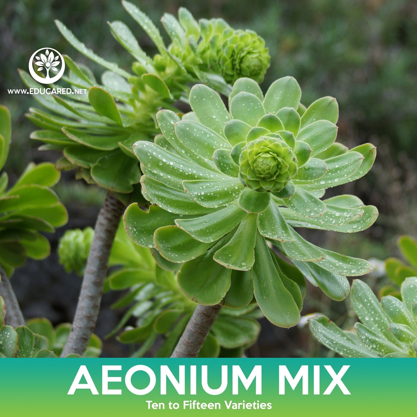 Aeonium Succulent Mix Seeds