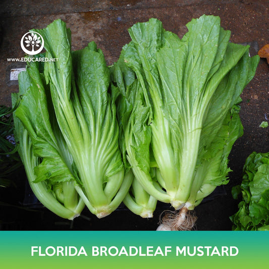 Florida Broadleaf Mustard Seeds