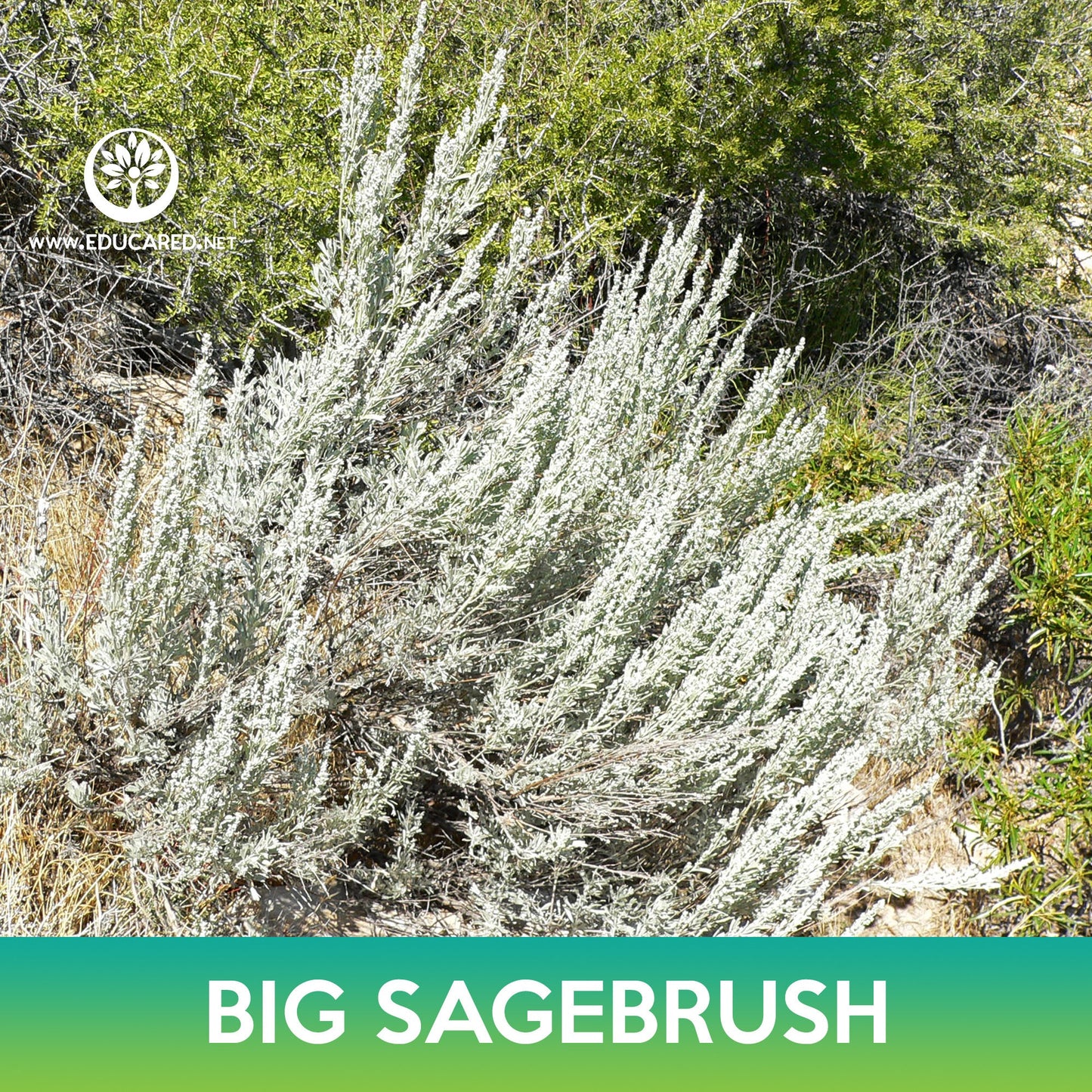 Big Sagebrush Tree Seeds, Artemisia tridentata