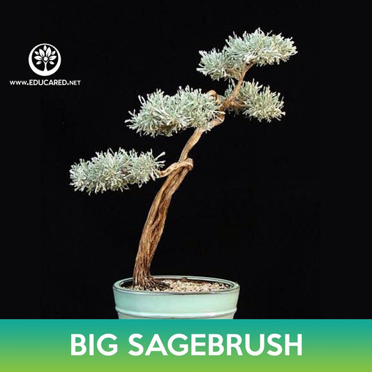 Big Sagebrush Tree Seeds
