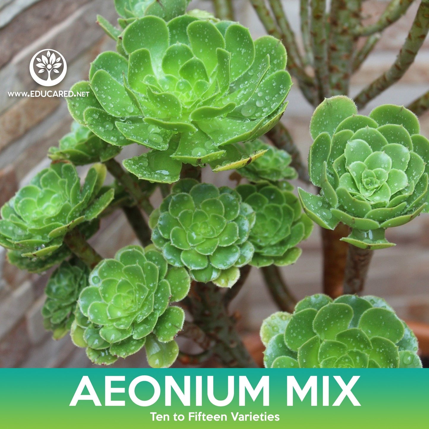 Aeonium Succulent Mix Seeds