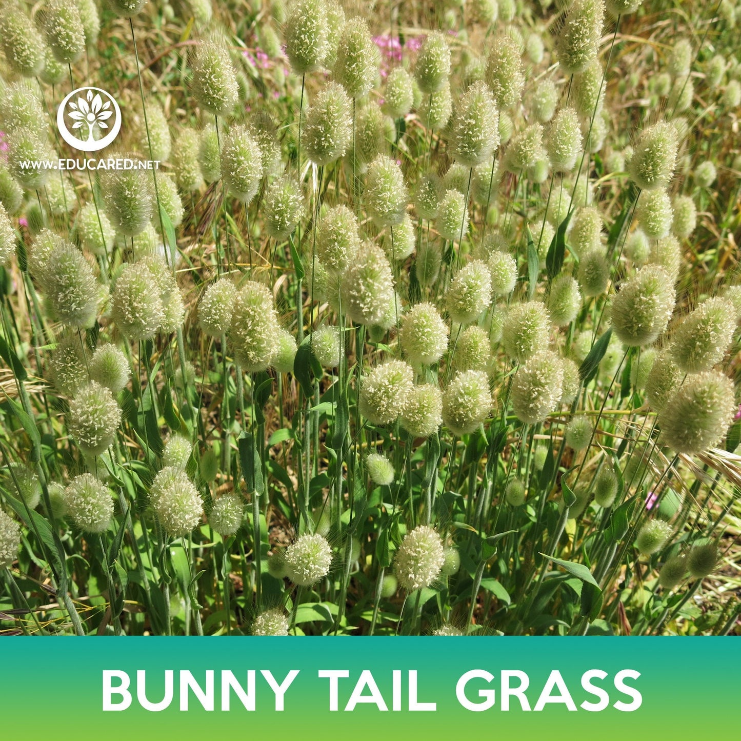 Bunny Tail Grass Seeds