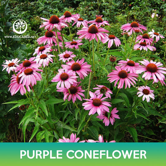 Purple Coneflower Seeds